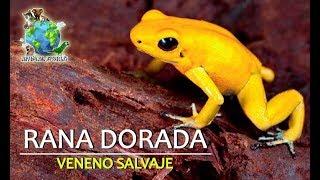 VENEN0 SALVAJE, RANA DORADA