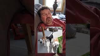 Rudy and the Bulldogs | I JUST POOPED | Dog Guy Darin