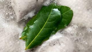 In Bay Leaf’s Defence – What It Tastes Like & How To Taste It