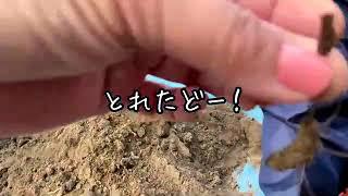 ハマスゲ隊長のハマスゲ塊茎（芋）退治＜秋編＞