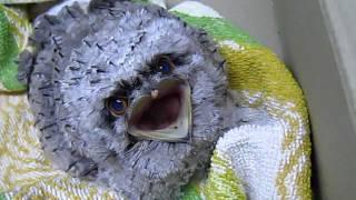 Funny Baby Tony Frogmouth Bird