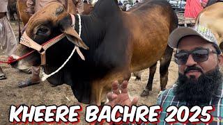 Lahore cow Mandi | Kheere bachre 2025 | sahiwal cholistani bachre | shapur kana Mandi