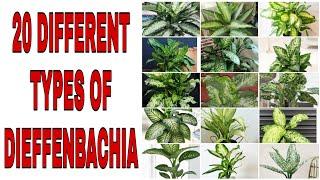 20 DIFFERENT TYPES OF DIEFFENBACHIA