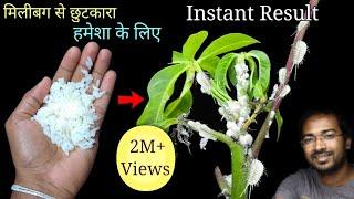 How to Easily remove Mealybugs INSTANTLY using organic Pesticide