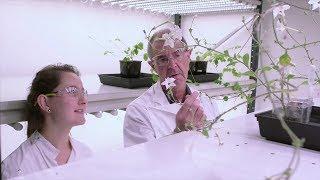 Funding research into making medicines from plants