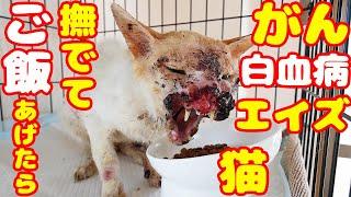 【モチベーション動画】がん 白血病 エイズ 元野良猫のわらびくんにご飯をあげたら・・・