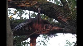 Wild turkeys roosting with babies (poults). See where turkeys sleep at night.