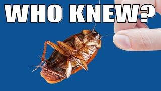 Cockroaches - What You've Been Told is Totally Wrong