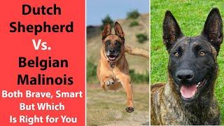 Dutch Shepherd Vs. Belgian Malinois: Both Brave, Smart - But Which Is Right for You