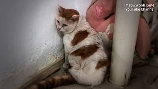 A 10-year-old cat abandoned, stays at the owner's door unwilling to leave