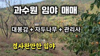 240번) 과수원 임야매매 대봉감 자두나무 창녕과수원 창녕임야매매 땅선생 과수원 감나무밭