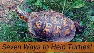 Seven Ways to help turtles (with special emphasis on Box Turtles!)