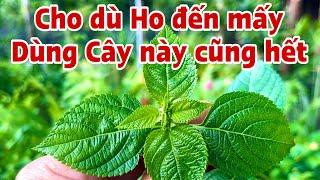 Cho dù Ho đến mấy dùng Cây này cũng hết. PHAN HẢI Channel