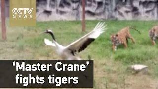 'Master Crane' fights two tigers in zoo