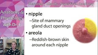 PHYL 142 | Reproductive | Nipples & Areolae