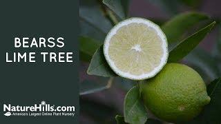 Bearss Lime Tree | NatureHills.com