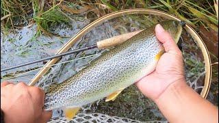 바다에서 강으로 올라온 컷스로트 송어 플라이 낚시, fly fishing for sea- run cutthroat trout,  Vancouver Island, BC.