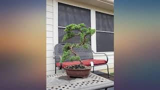 Brussel's Bonsai Live Green Mound Juniper Outdoor Bonsai Tree - 3 Years Old 4" to review