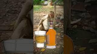 #alcohol #alcohollover #cheers #liquor #whiskey #monkey #fun #funreels #pets