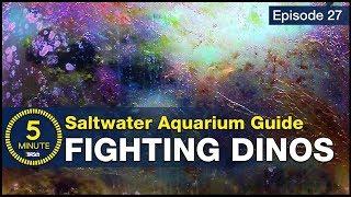 Get rid of Dinos once and for all. How to beat dinoflagellates in a saltwater aquarium?