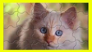 Kedi puzzle! Evcil Hayvan Puzzle Zeka Oyunları  Yapboz | Kedi yapboz | Minibon Tv