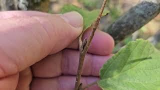 ID That Tree: Witch-hazel