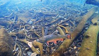 Ice Fishing for BROOK TROUT!! (Underwater View)