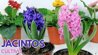 jacintos cuidados y cultivo  Hyacinthus CHUYITO JARDINERO