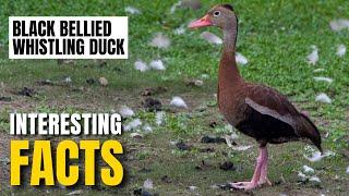 Amazing facts of Black-Bellied Whistling Duck | Interesting Facts | The Beast World