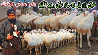 0 Size Turkey Dumby Aa Gaye Gondal Bakra Mandi Latest Update 23 December 2024