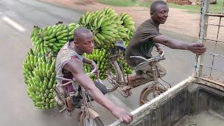 Risky Way They Ride Transport Bicycles in Africa