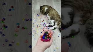 Cat barsik reverse video ASMR #billi #cat #catvideos #kitten