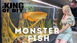 FULL Aquarium Gallery Tour with the king of DIY