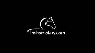 New Horses Available On Thehorsebay.com