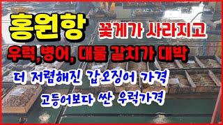 홍원항 더 저렴해진 갑오징어 가격 고등어보다 싼 우럭 어디서도 볼 수 없는 갈치가격