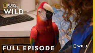 Bunny 911 (Full Episode) | Dr. T Lone Star Vet