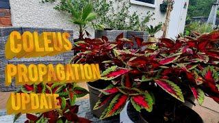 COLEUS EASY PROPAGATION UPDATE 