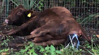 Calf Birth,  and the signs to look for leading up to Calving