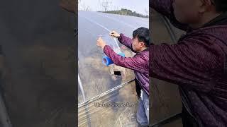 The girl stole vegetables from the field #shortvideo #facts #tap