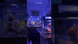 Reef Tank (WATER CHANGE - DARE DEVILS)