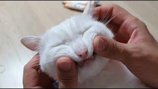 행복해서 웃는게 아닙니다 웃어서 행복한 겁니다. a smiling cat?