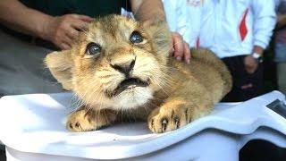 Lion Cubs - A Cute And Funny Big Cats Compilation || NEW HD