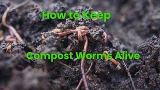 How to Keep Compost Worms Alive | Red Wigglers