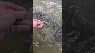 Fish Head Assassin in Montana #fishing #fishheadassassin #fishanatomy #fishhead