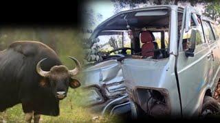 A bison encounter takes an unexpected turn as Nagesh Gaonkar's car collides with an electricity pole