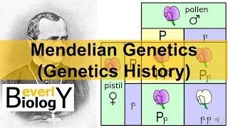 Mendelian Genetics (Genetics History)