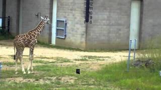 Baby Giraffe Sits Awkwardly