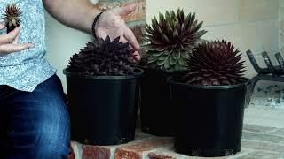 PlantHaven Video - Sempervivum SUPERSEMPS® Collection