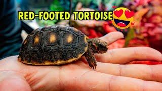 RED FOOT TORTOISE | EXO TERRA TERRARIUM | ZOO MED PRODUCTS | AQUARIUM CO-OP GLUE | MONSTER FISH