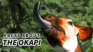 Okapi Facts: a Giraffe's ONLY Living Relative  Animal Fact Files